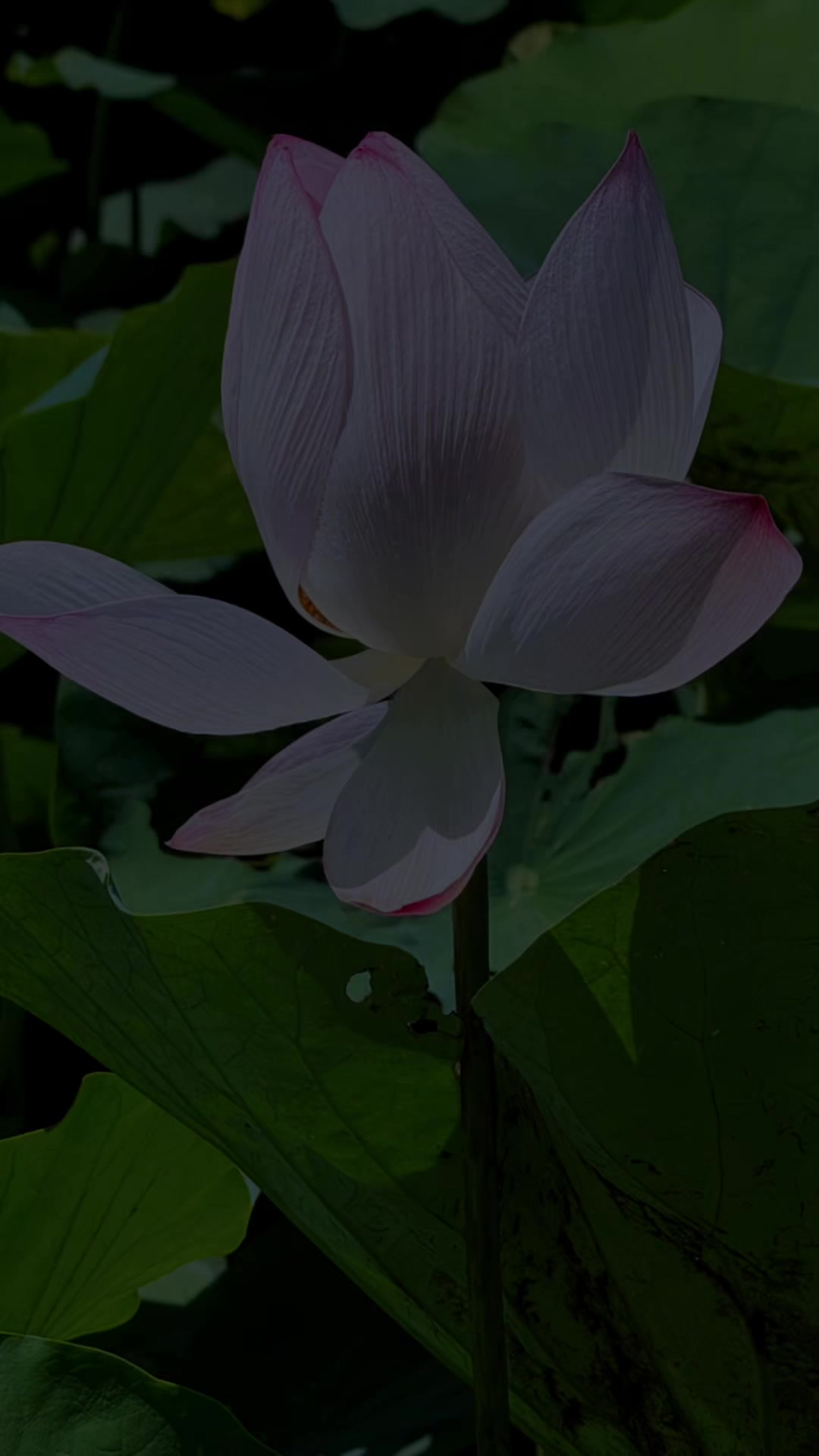 @賀賀基