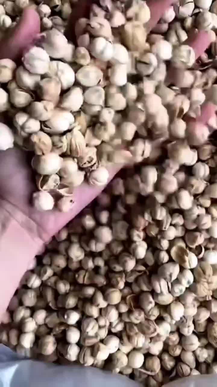 @konga1i