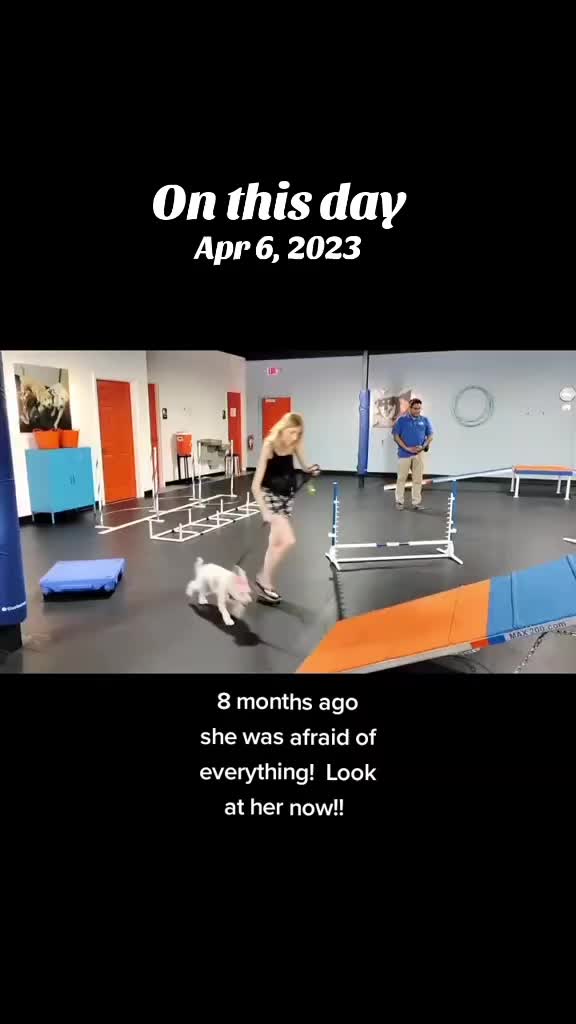 @Miley Jo the Chorkie