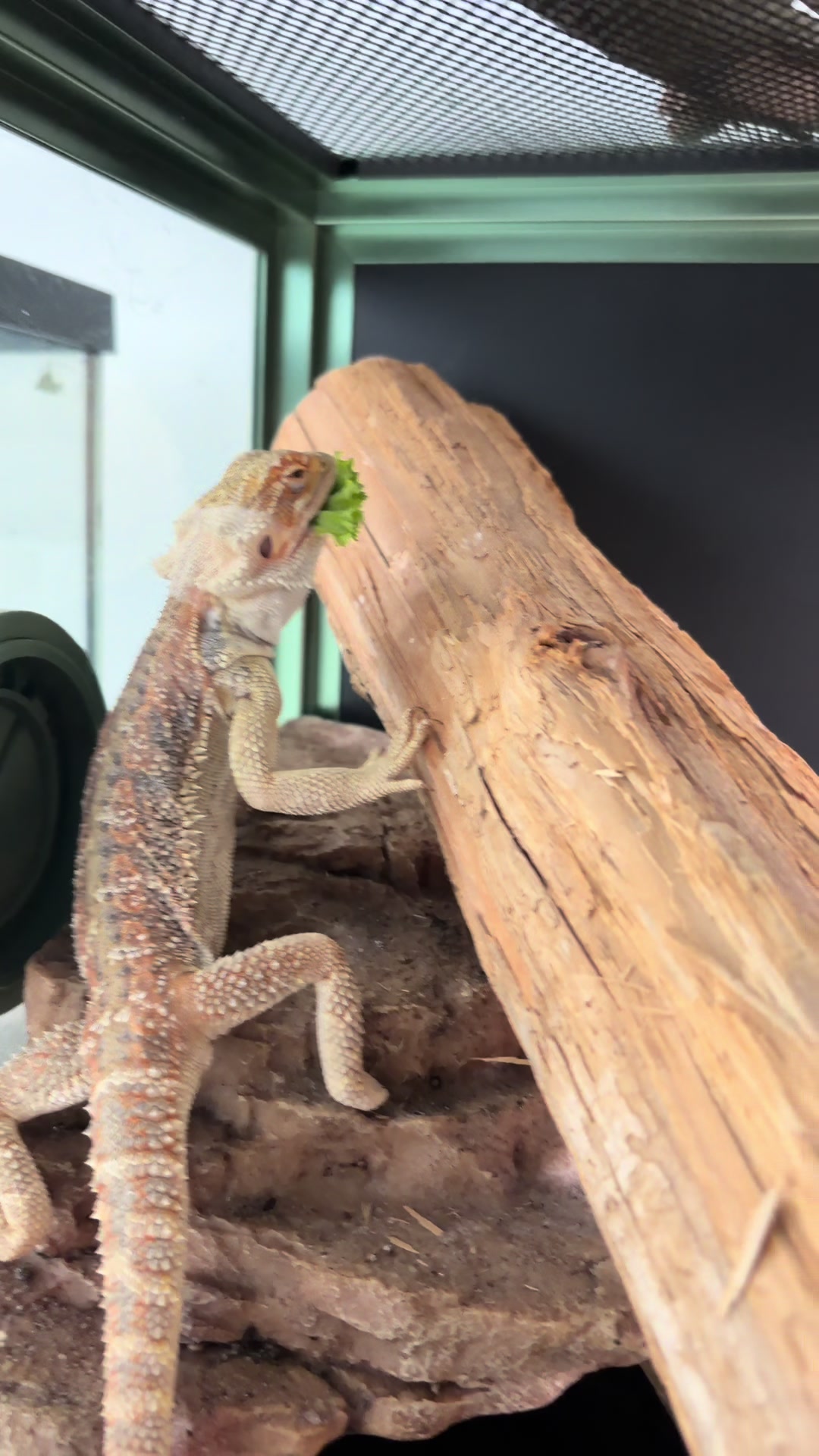 @layla🦎🍃