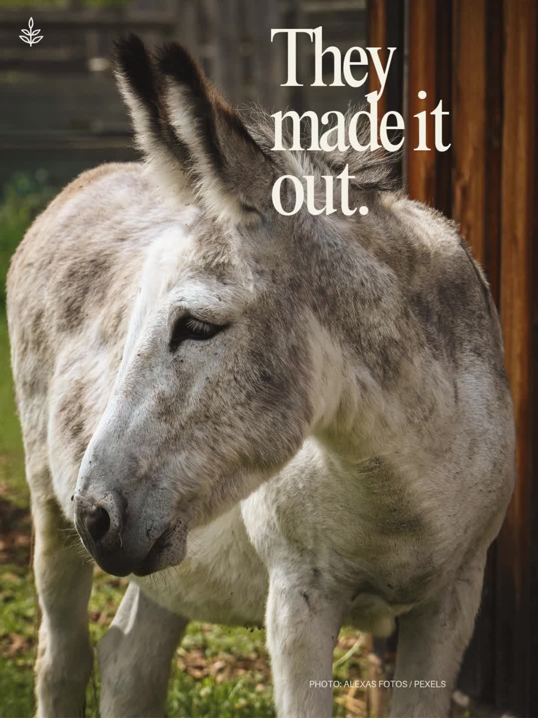 @LIVEKINDLY