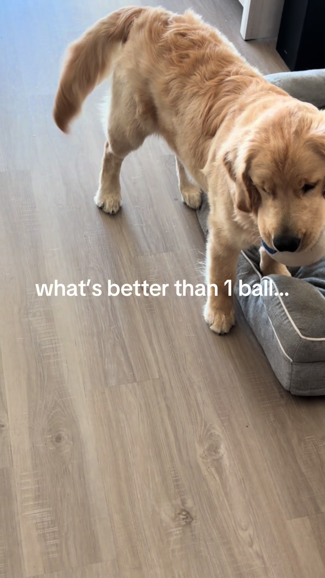 @Luca the Golden
