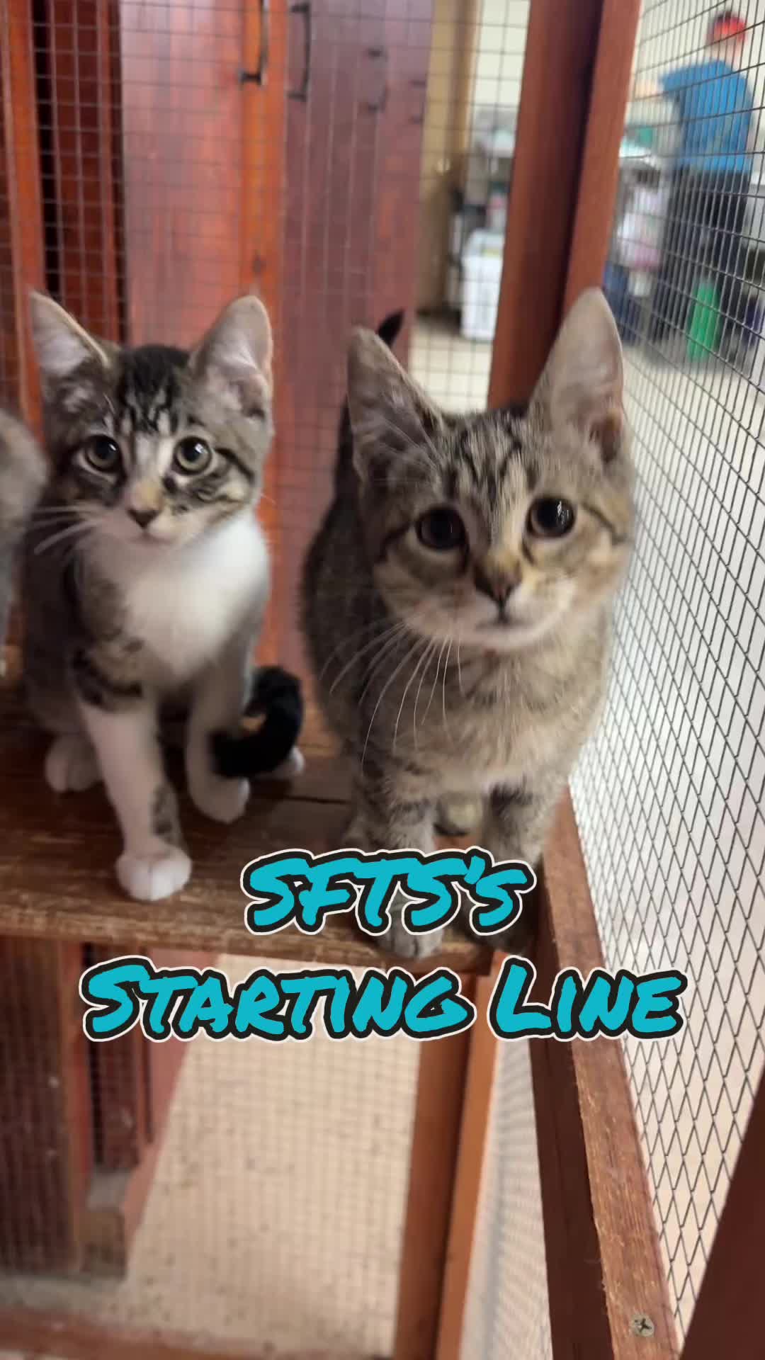 @sftsanimalrescue