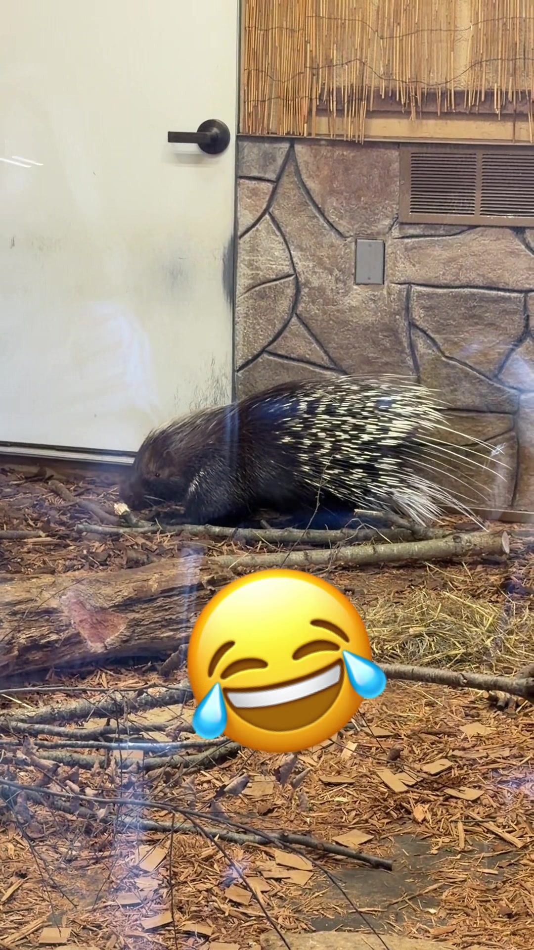 @TheTikTokDentist