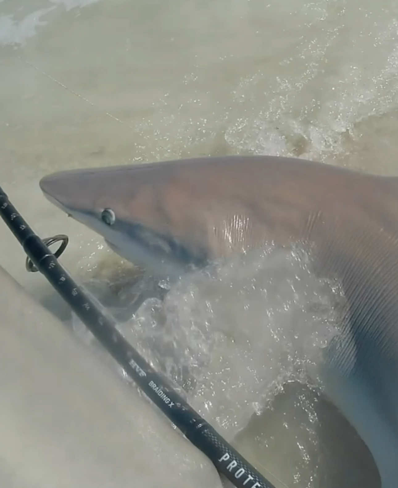 @HookedOnSharksLLC