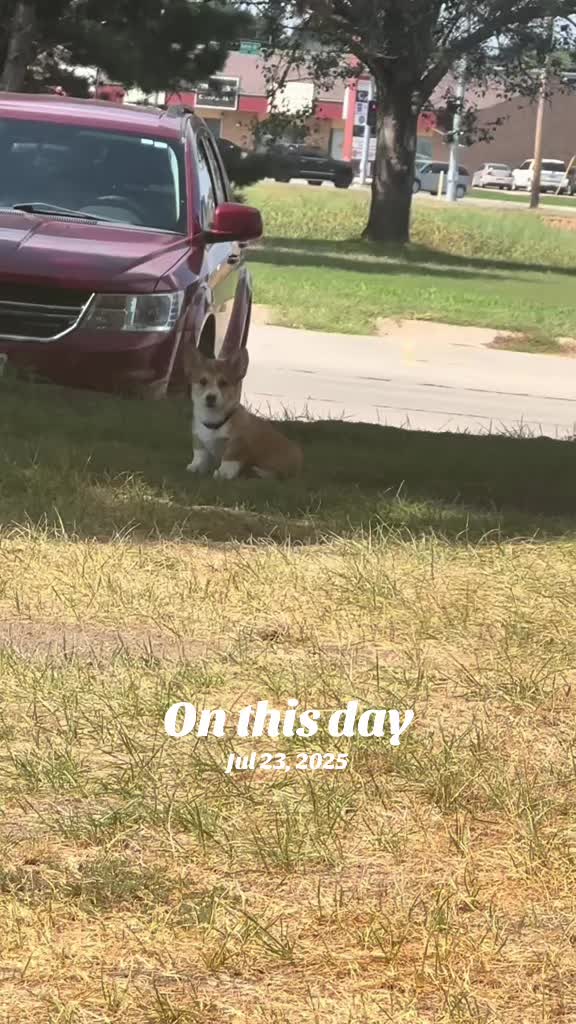@Thorgi_thecorgi