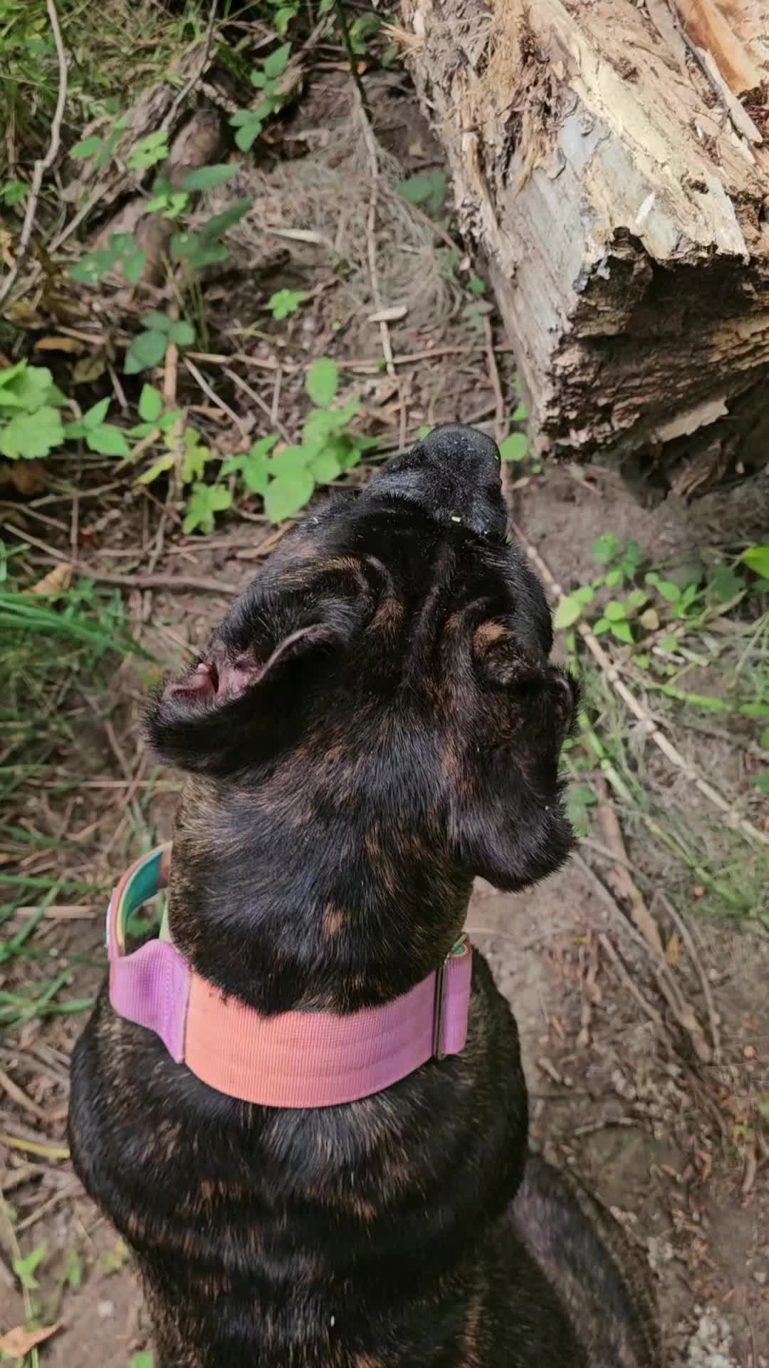 @SalmonCreekCaneCorso