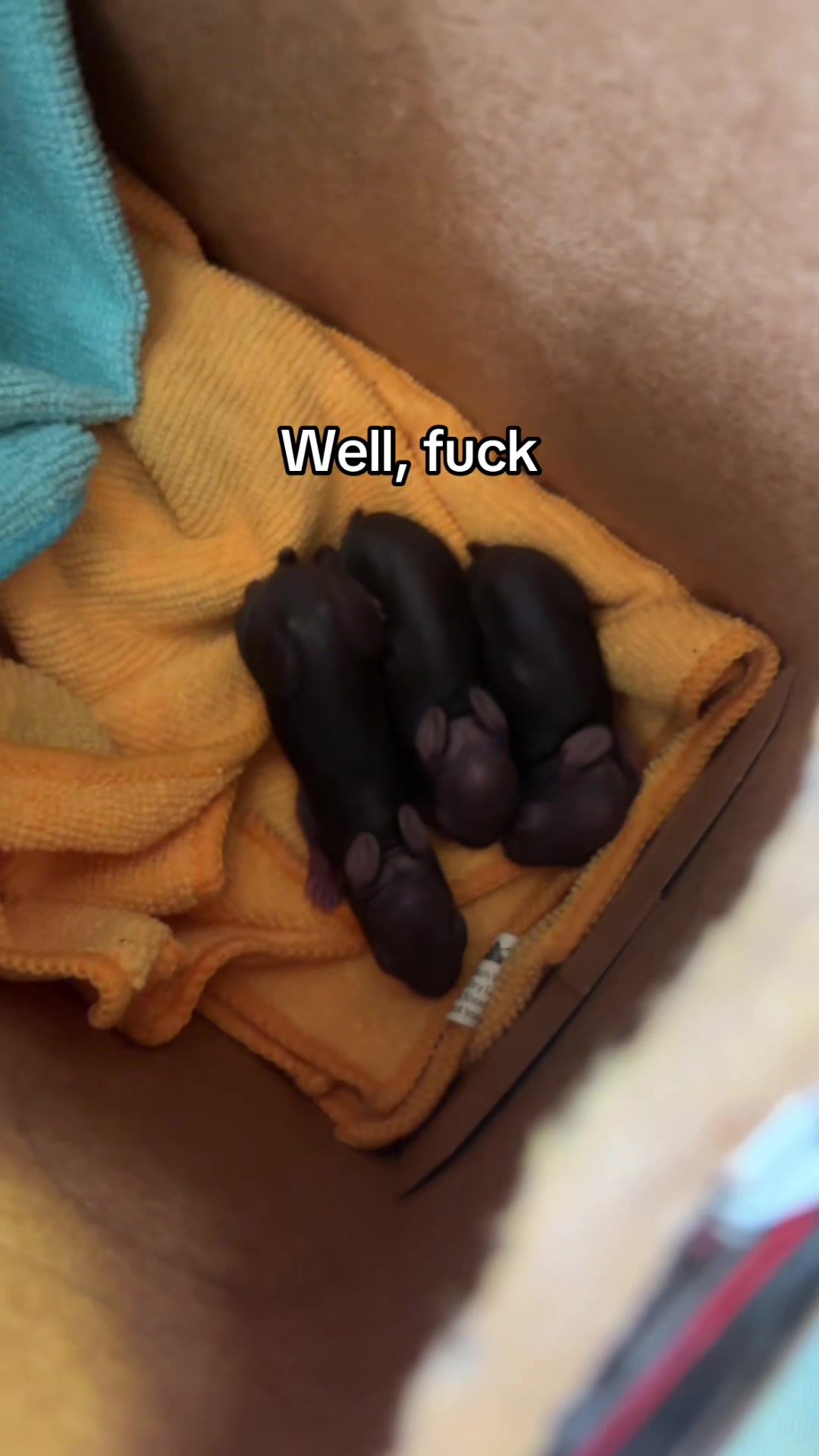 @narcissistic