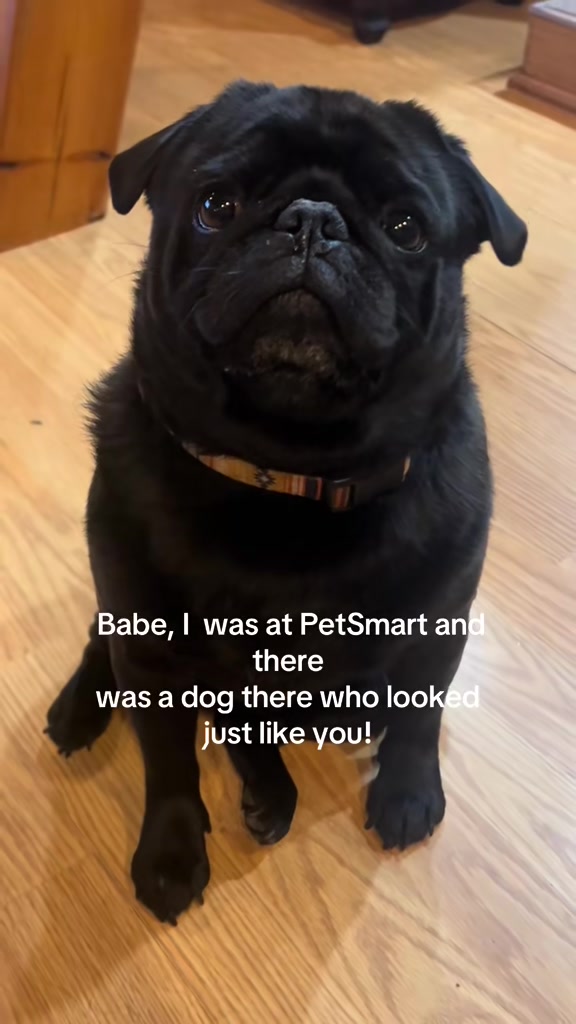 @Pugaddict