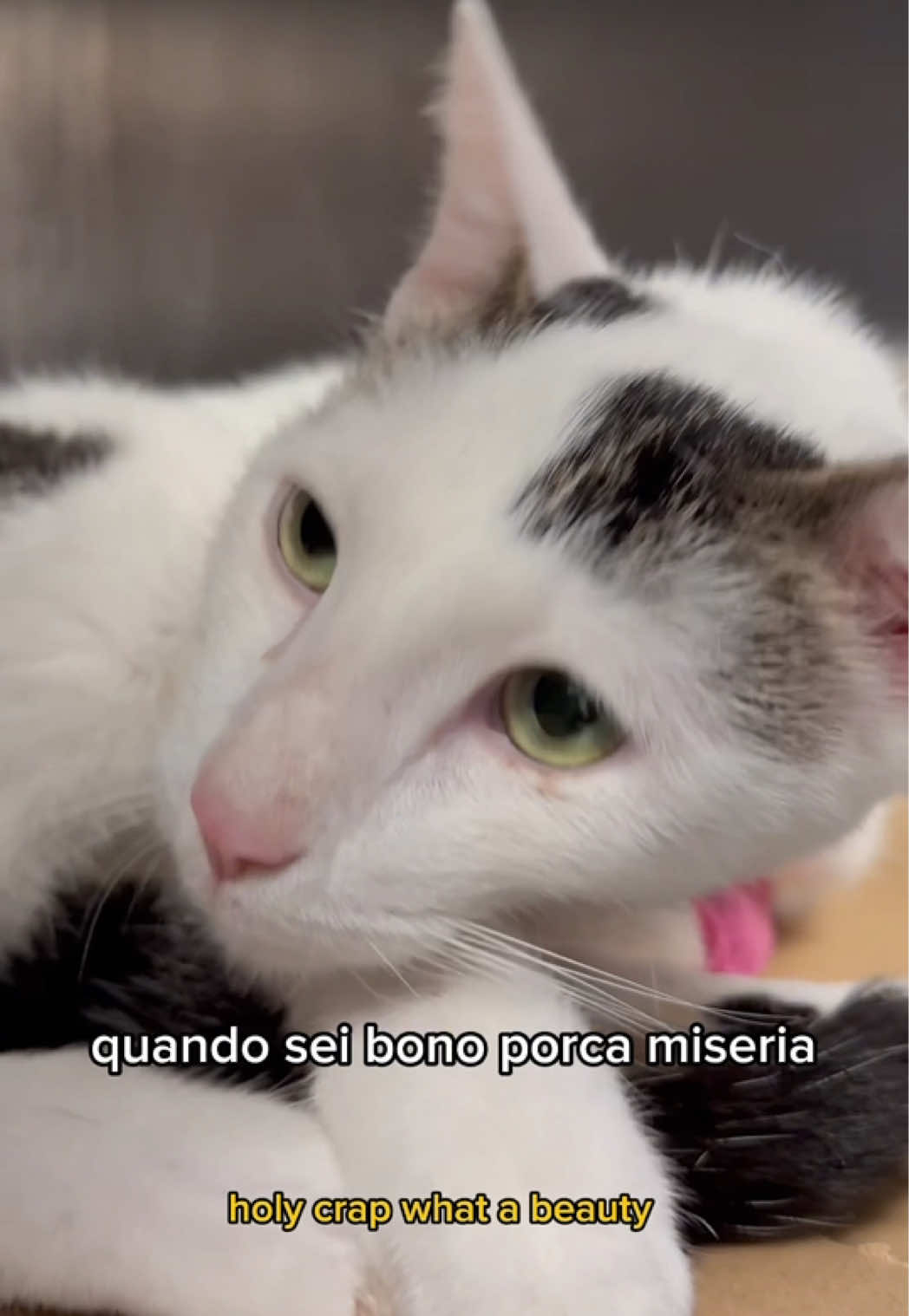 @Dott. Leonardo Amato