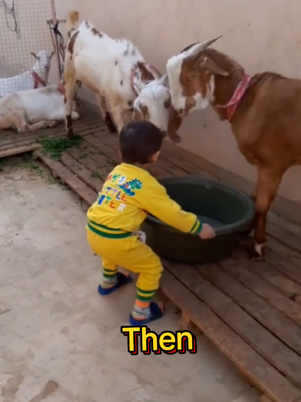 @Mustafa Goats