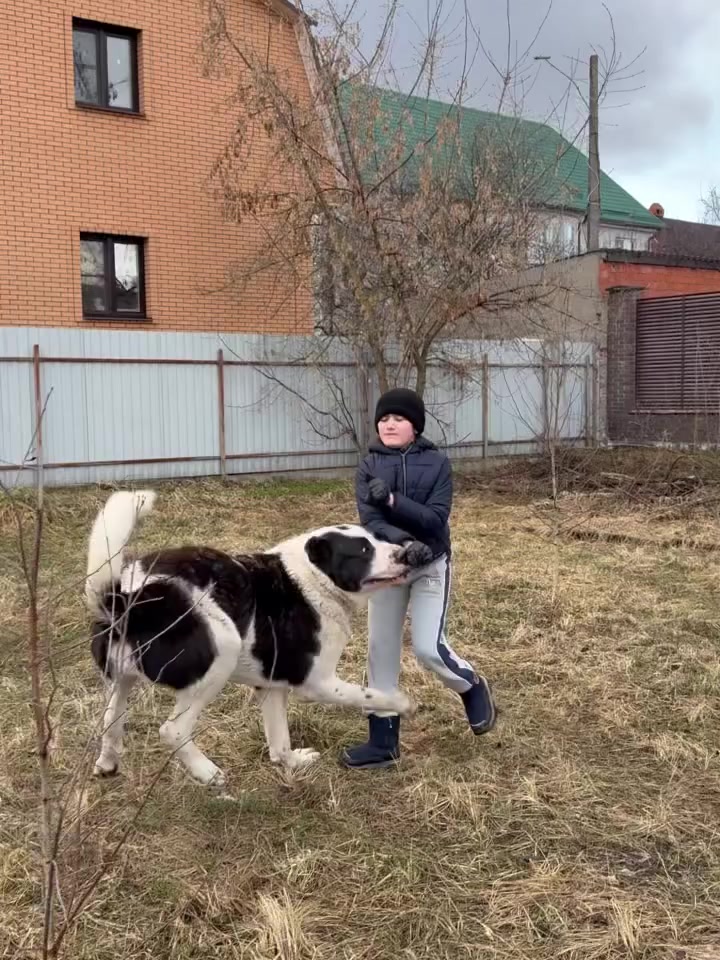 @şəmkir👊