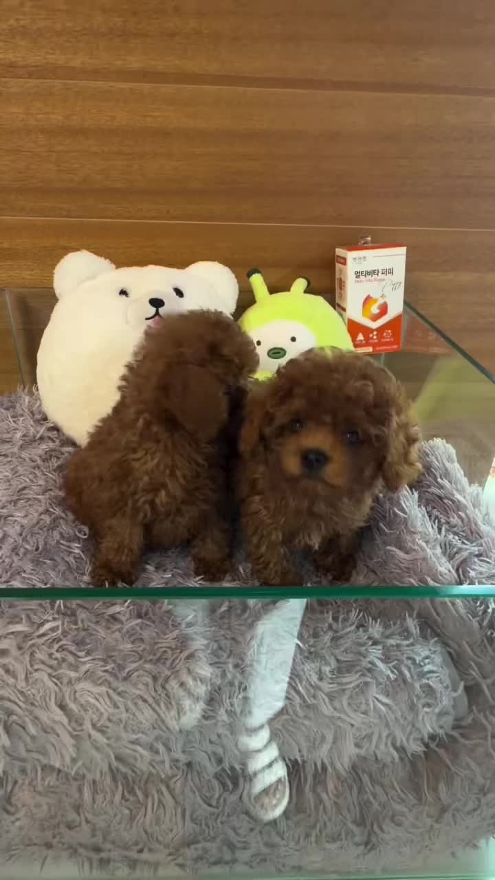 @Paradise Puppies🐶