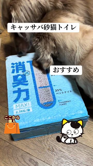 @ゆーゆ🐶🦔