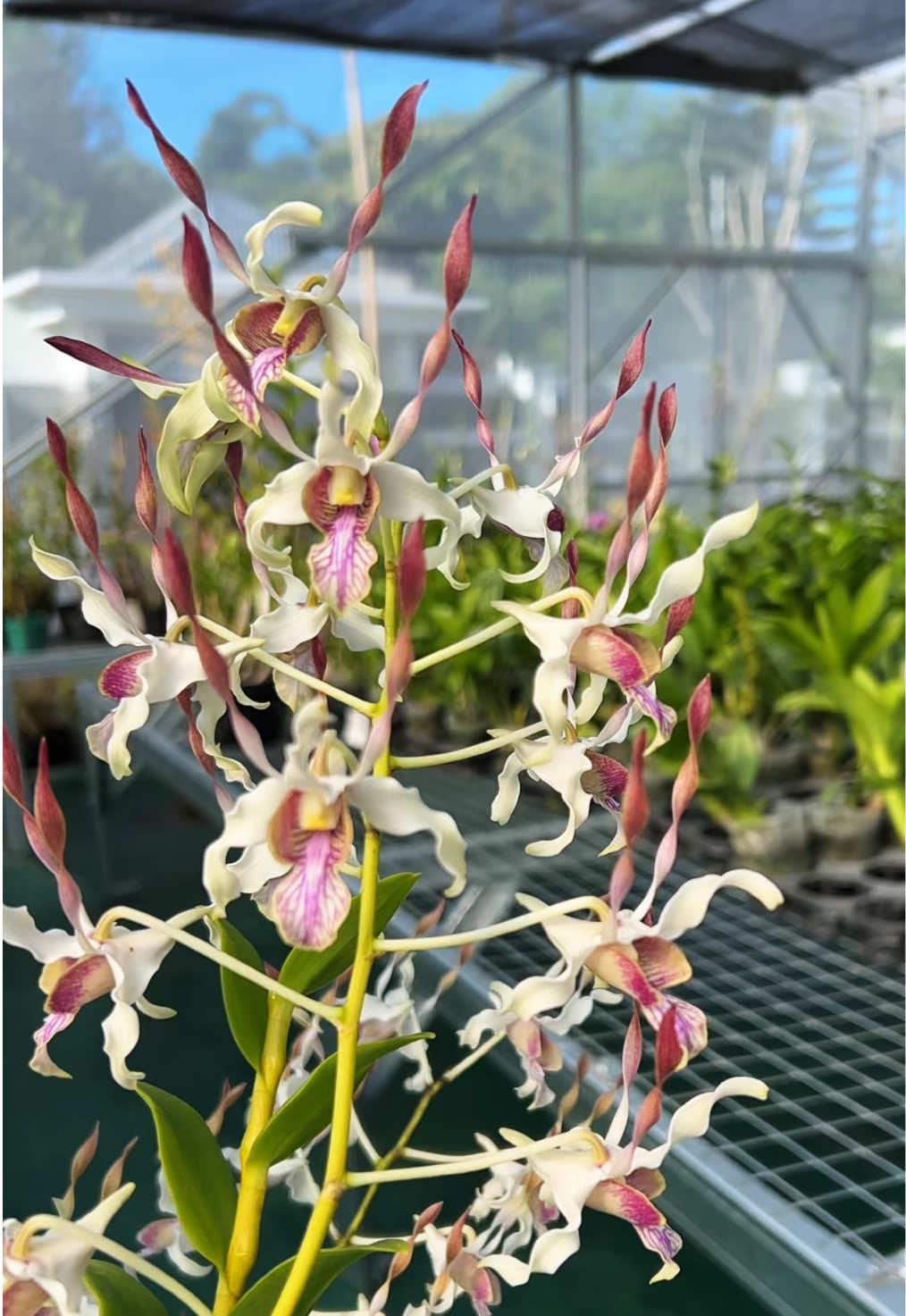 @Anggina Orchid
