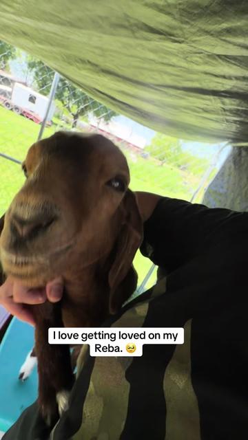 @Lindsey&rsquo;s Looney Bin 🌻😜🇺🇸