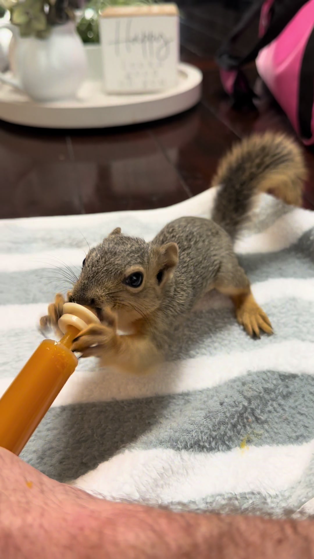 @Squirrel Guy