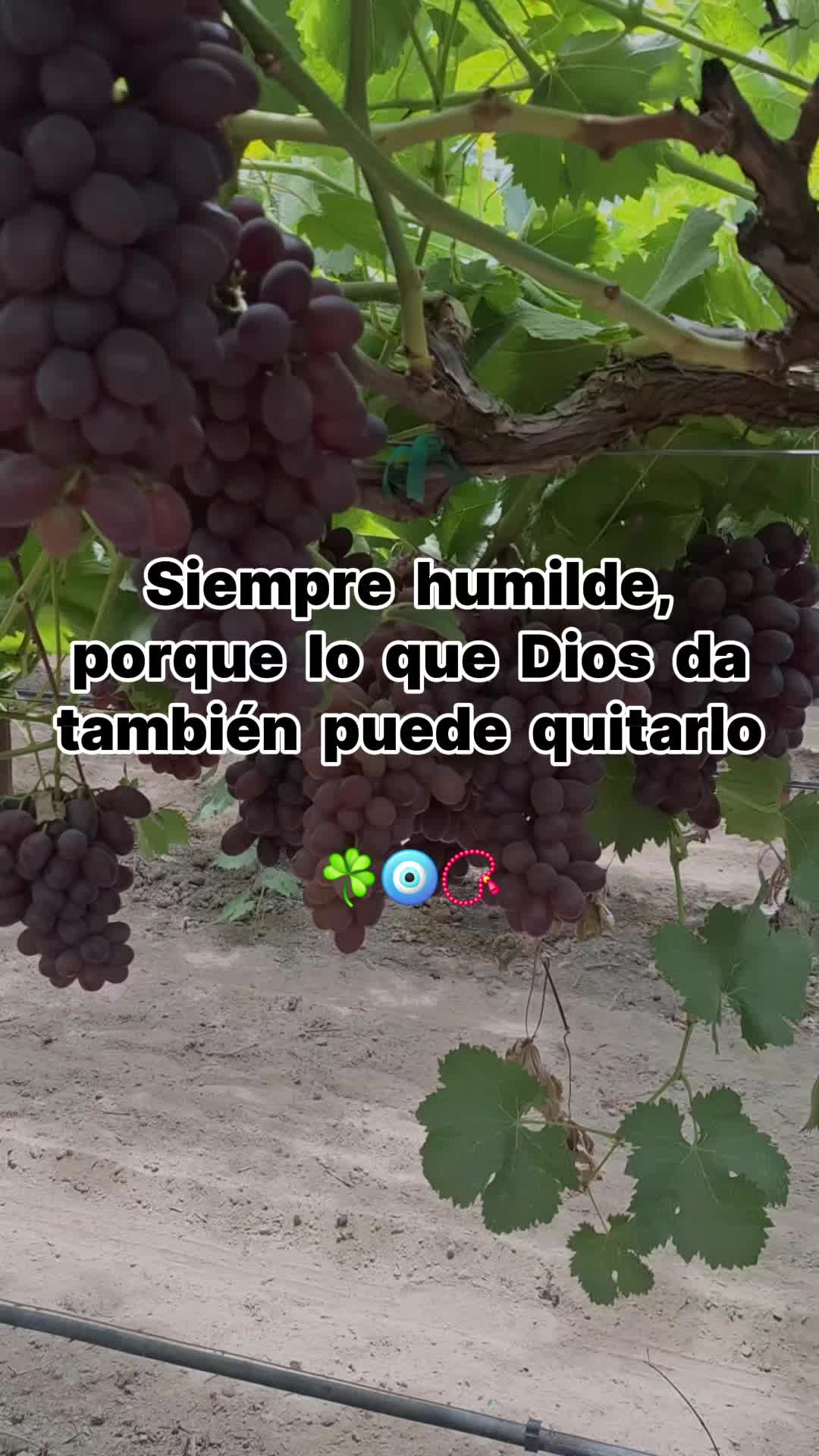 @San Miguel A Madera 🇲🇽🇺🇸