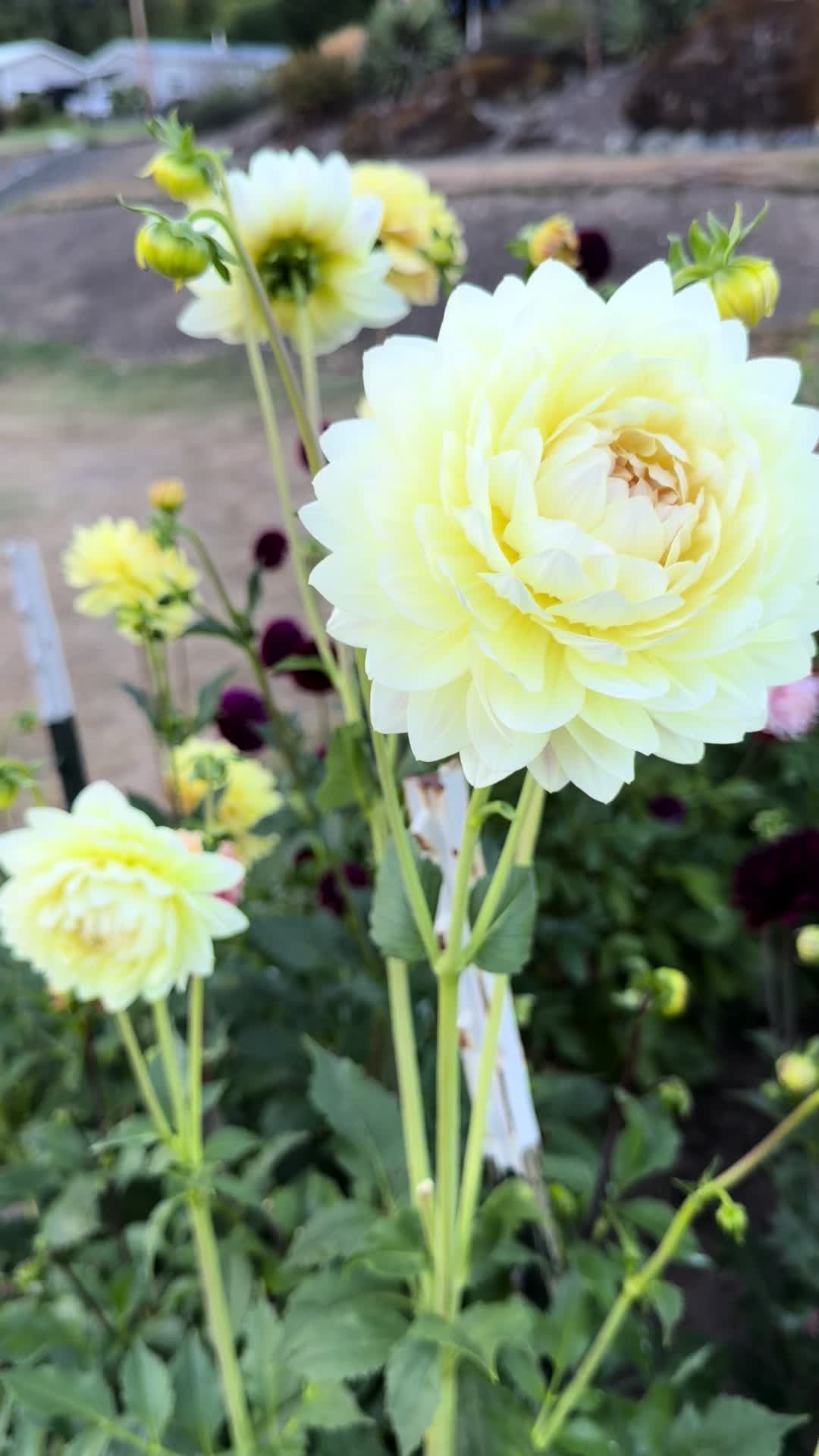 @Only The Pretty Petals