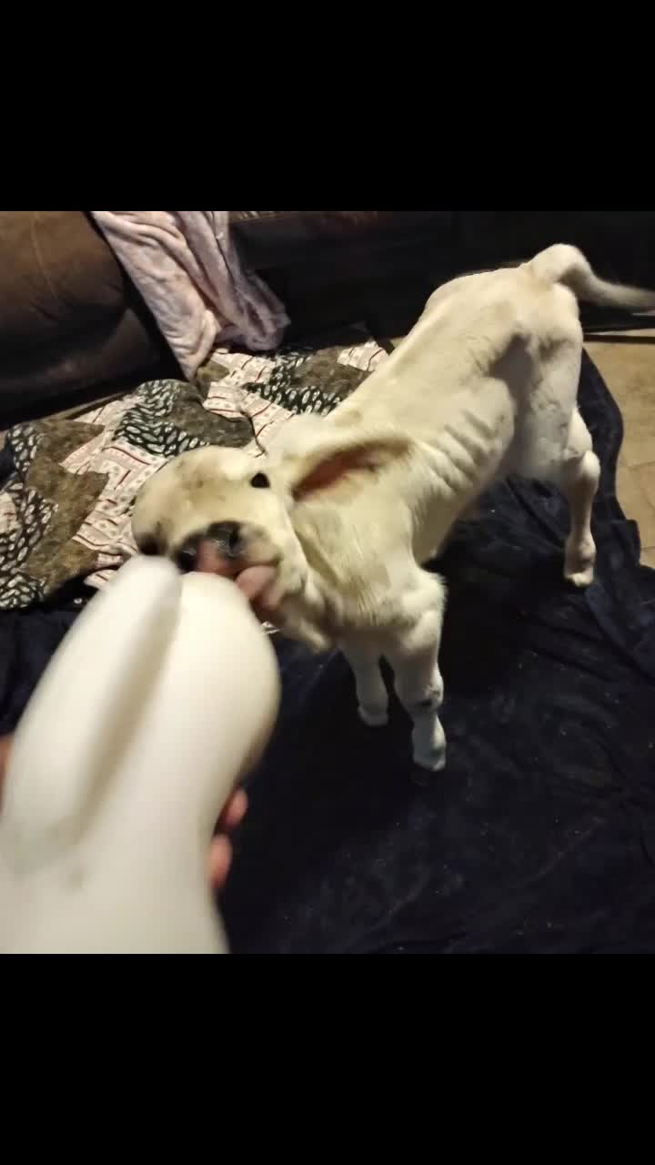 @TinyHoovesRescueAndPettingZoo