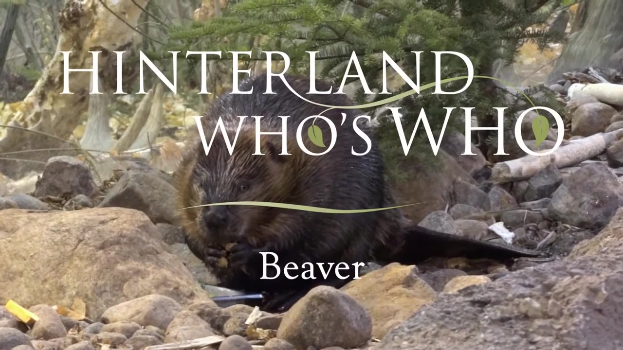 @Hinterland Who&rsquo;s Who