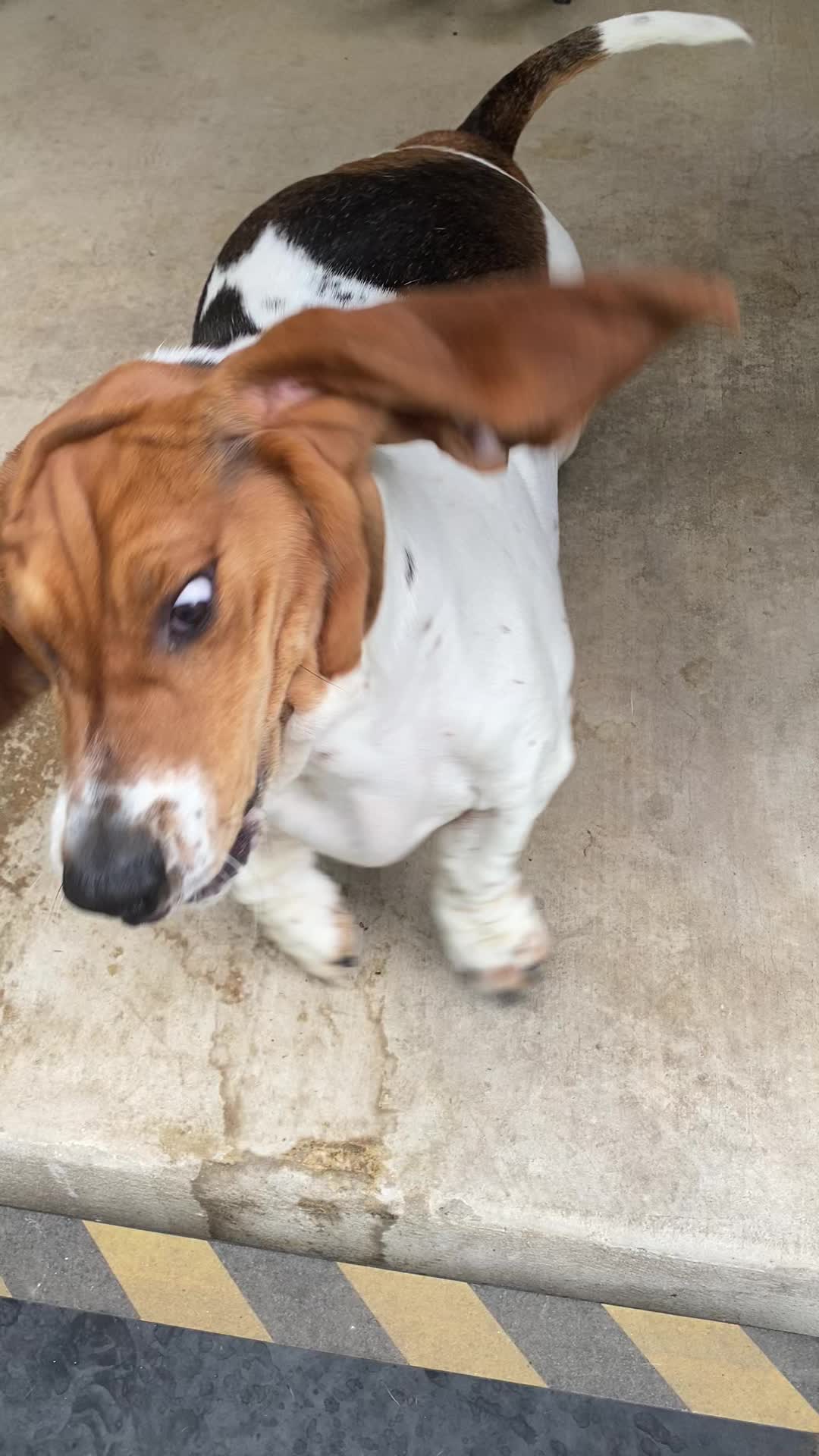 @baudelairethebasset