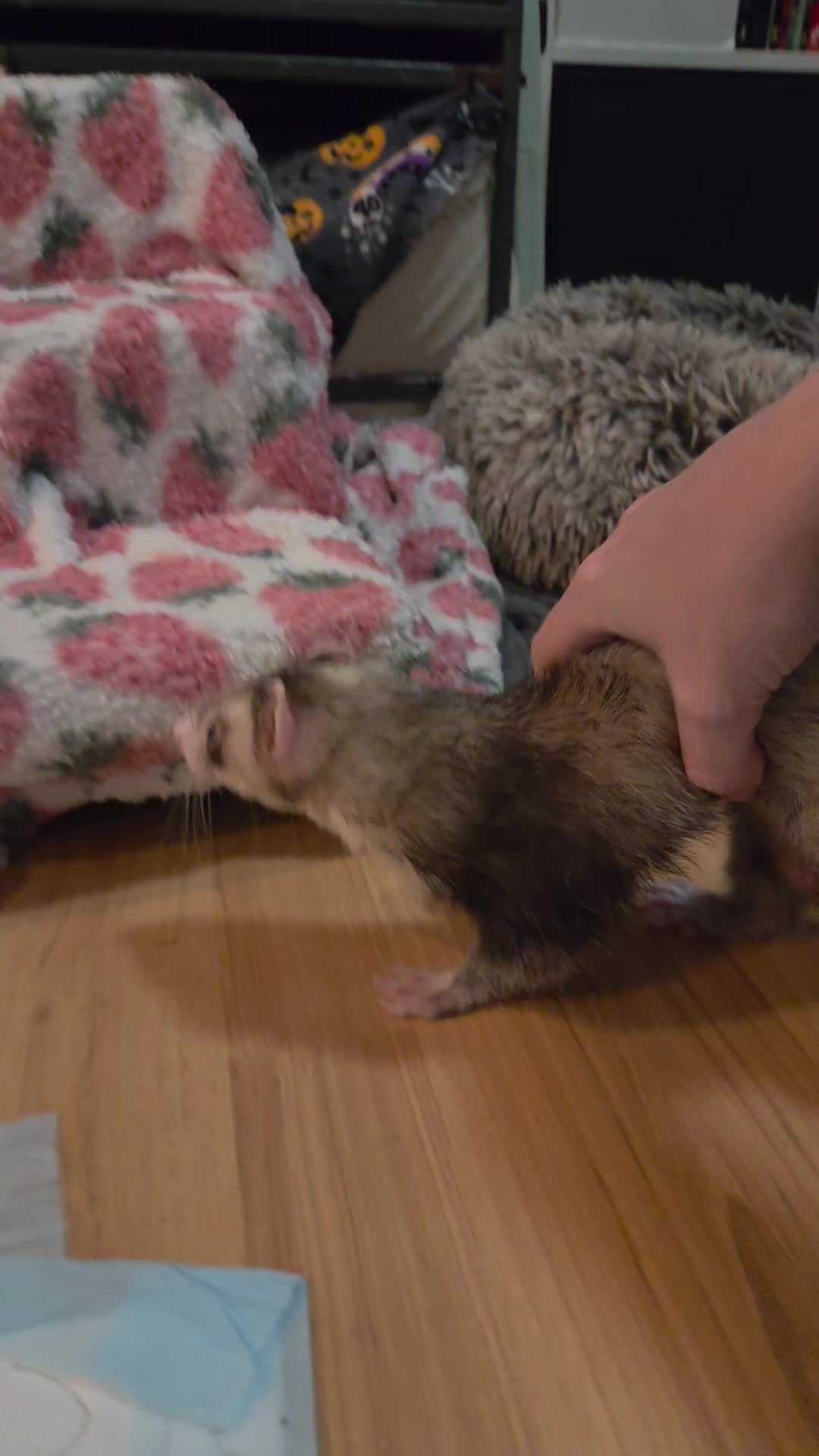 @FuffyFerrets