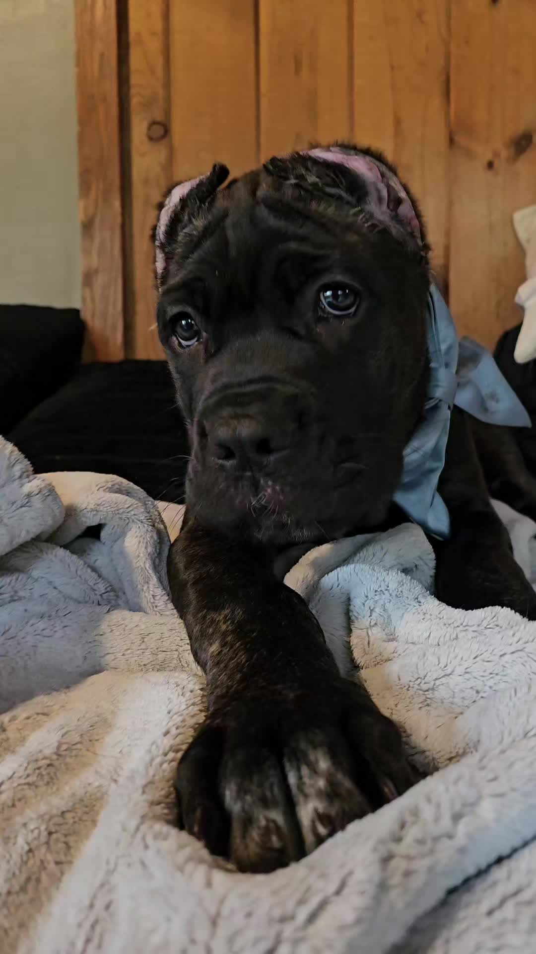 @SalmonCreekCaneCorso