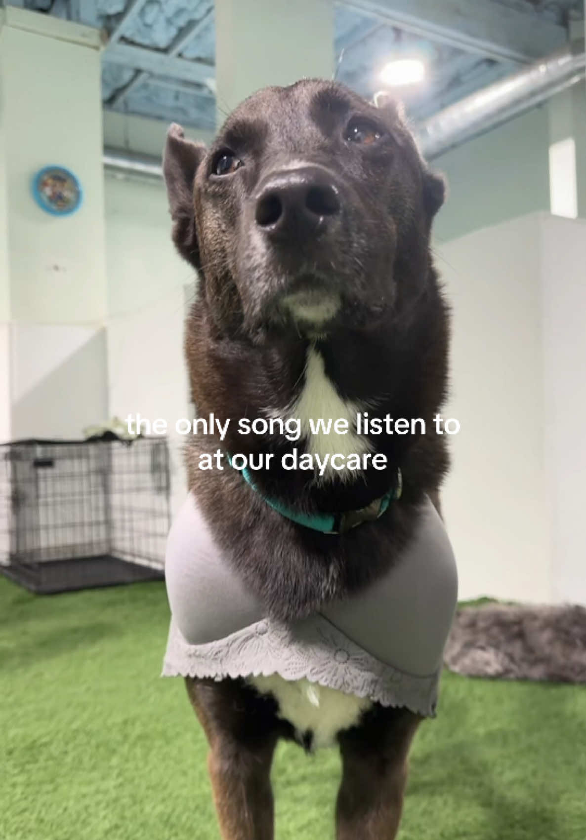 @Camp Canine Toronto