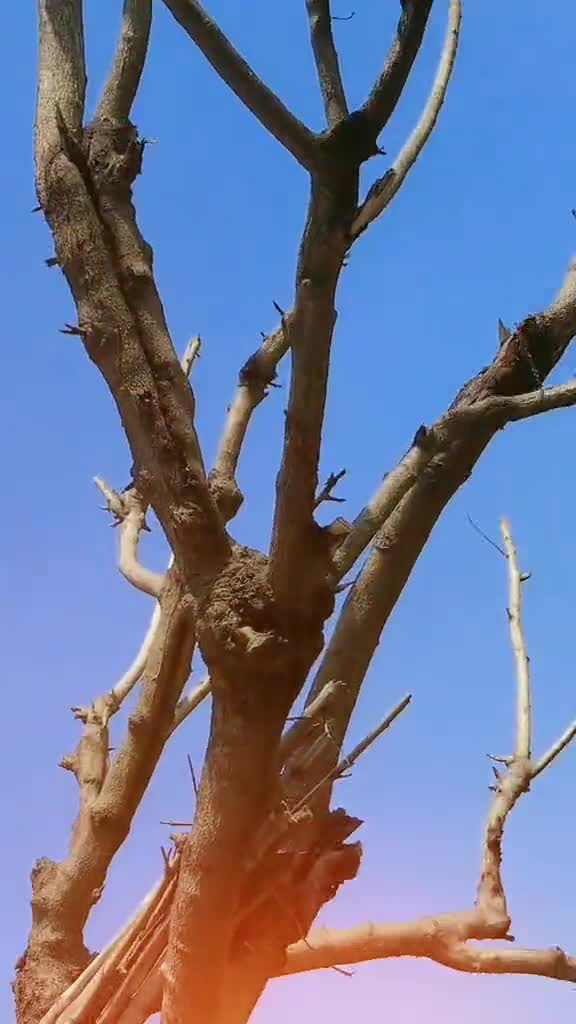 @Rai Sikander Kharal 229