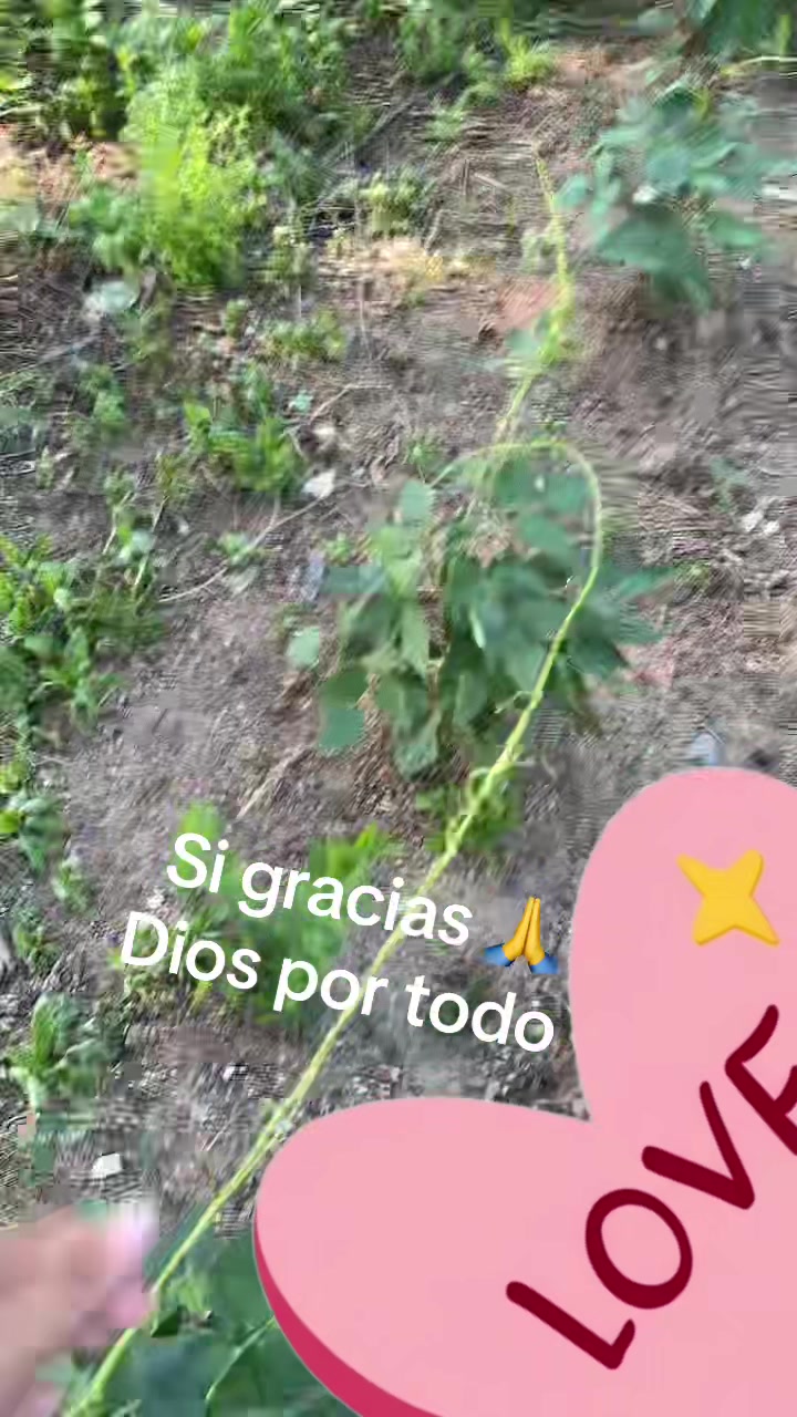 @Dalia
