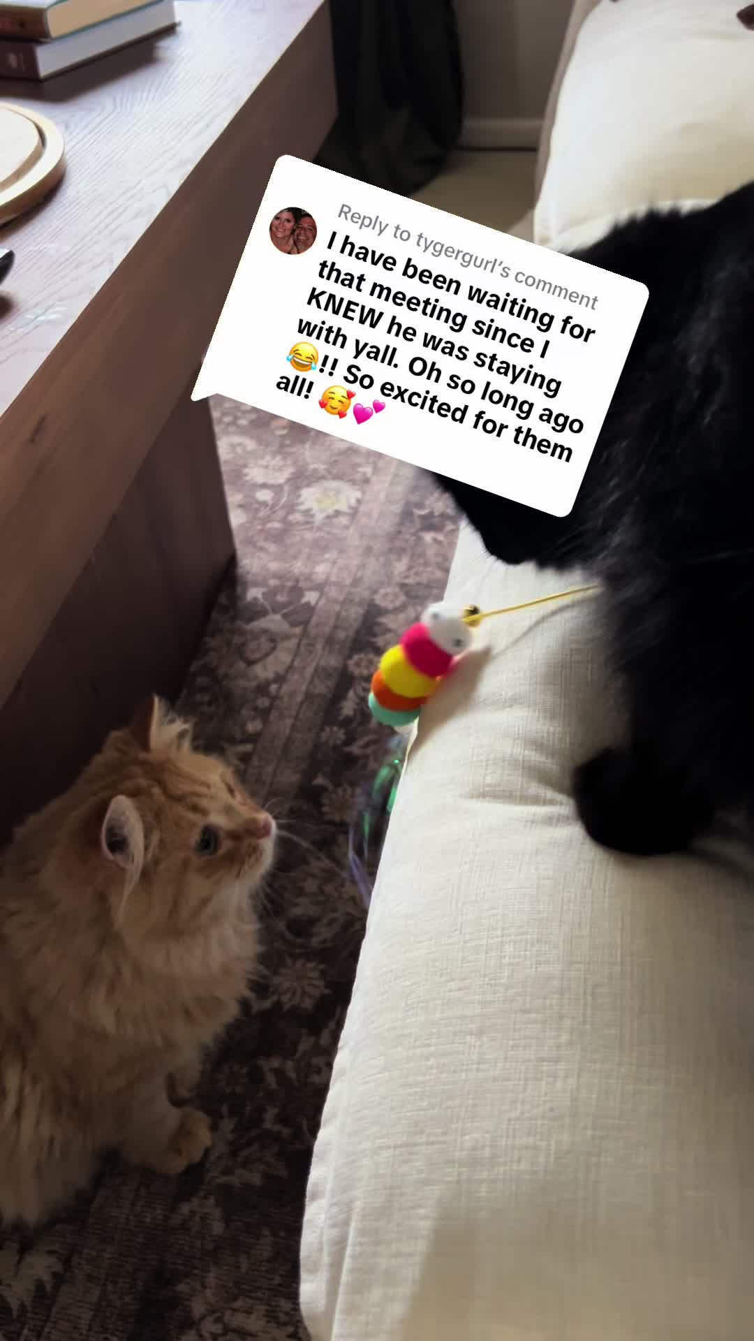 @Kitten.mama