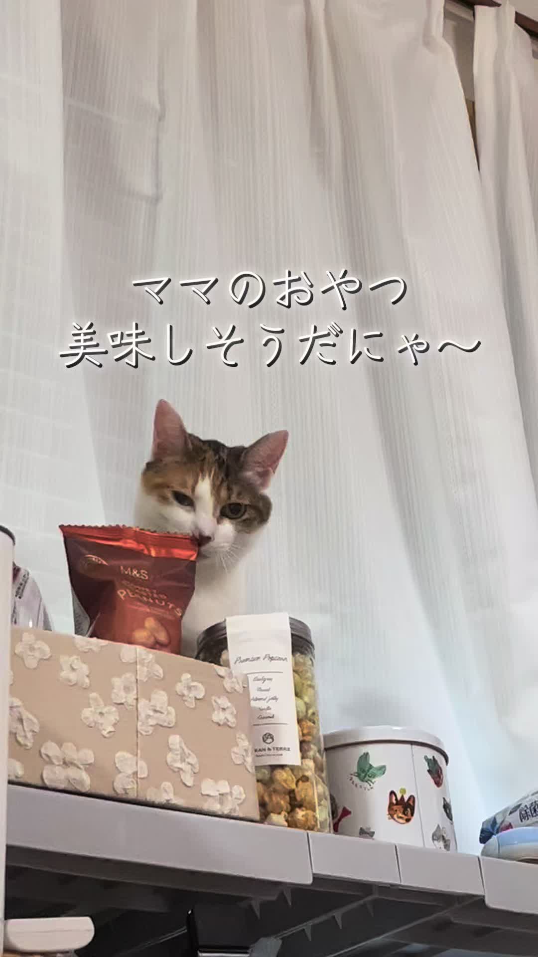 @ふくらんうみ🍶
