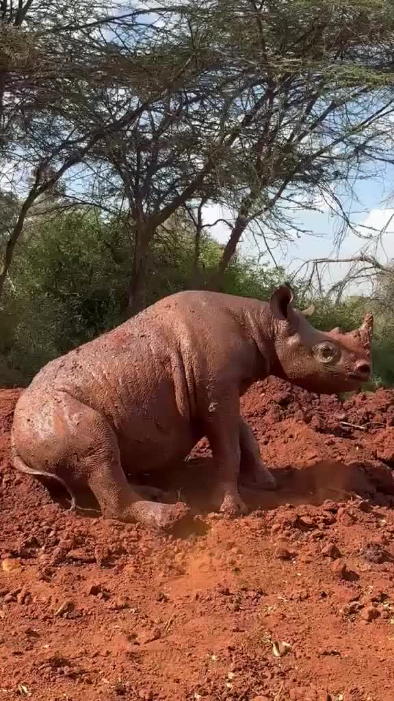 @SheldrickTrust