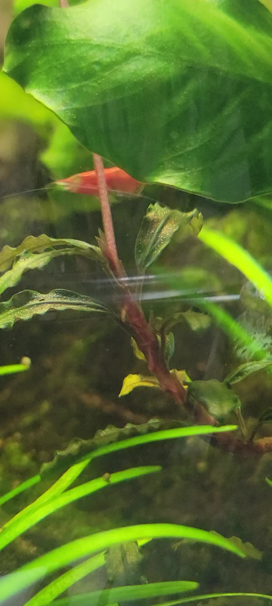 @Fishie Fishy Fish (nano, nano)
