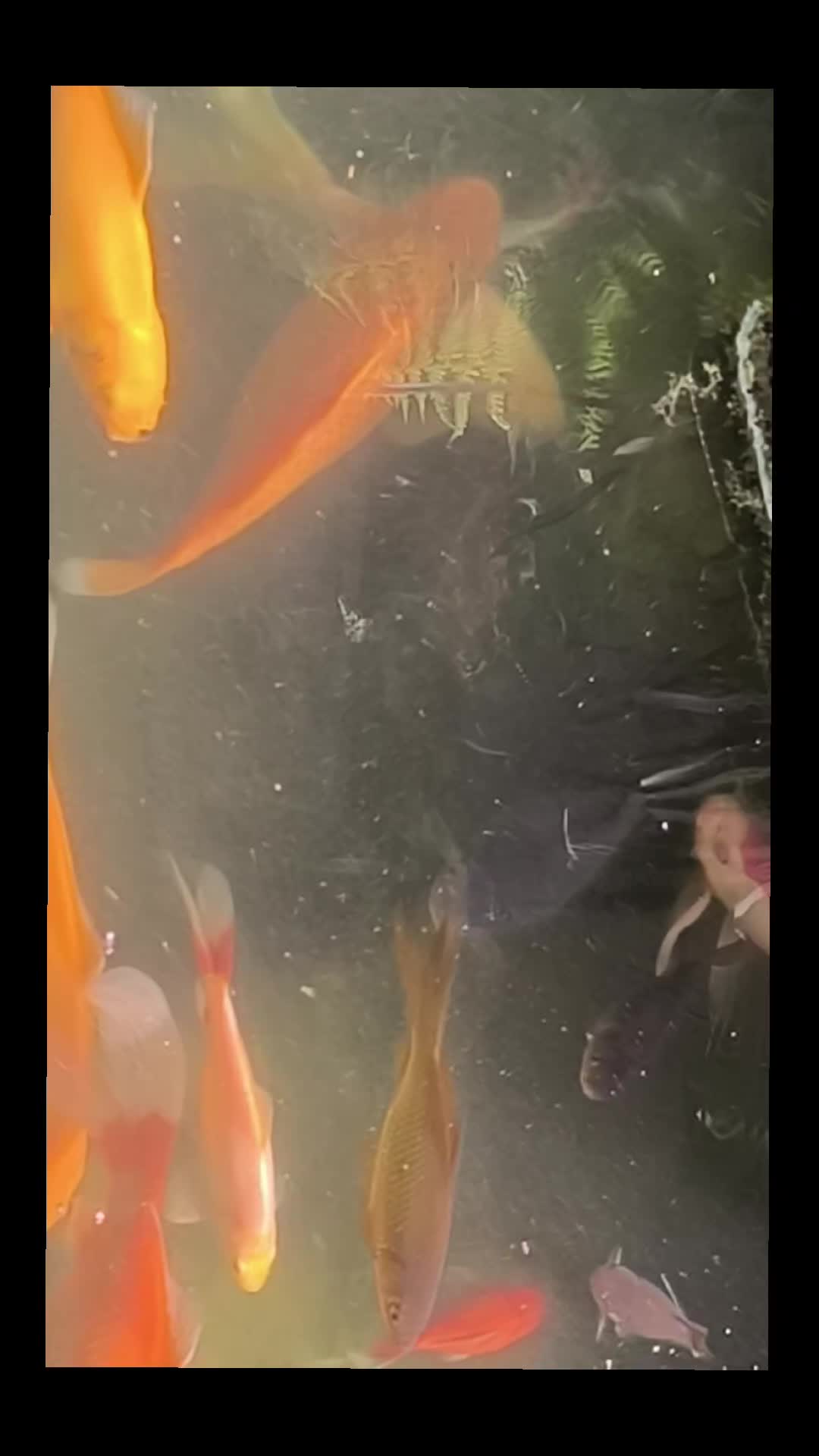 @H. F.