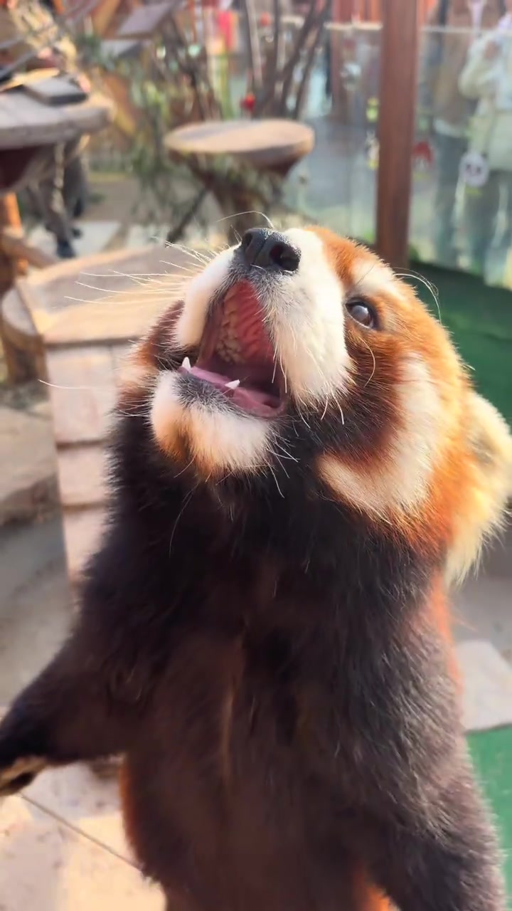 @littlepanda6487