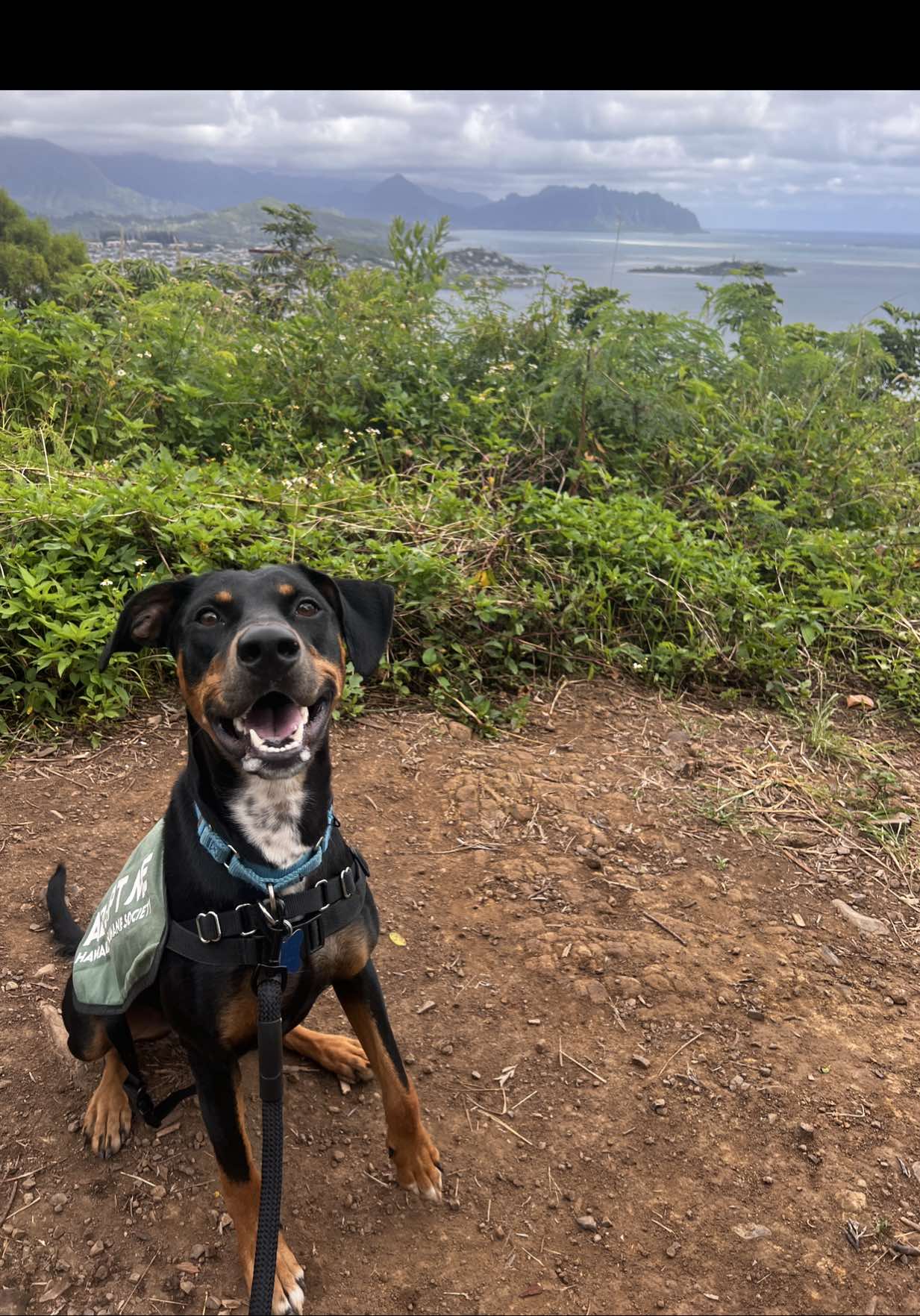 @Hawaiian Humane Society