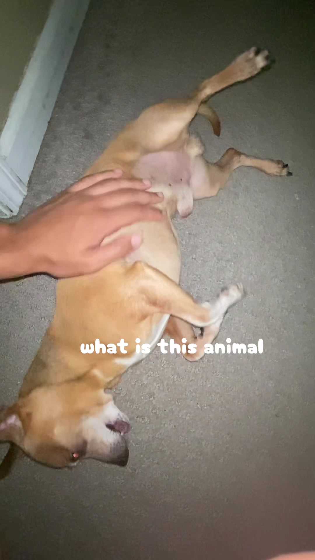 @desqeraa