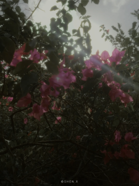 @&copy;SHEN.X