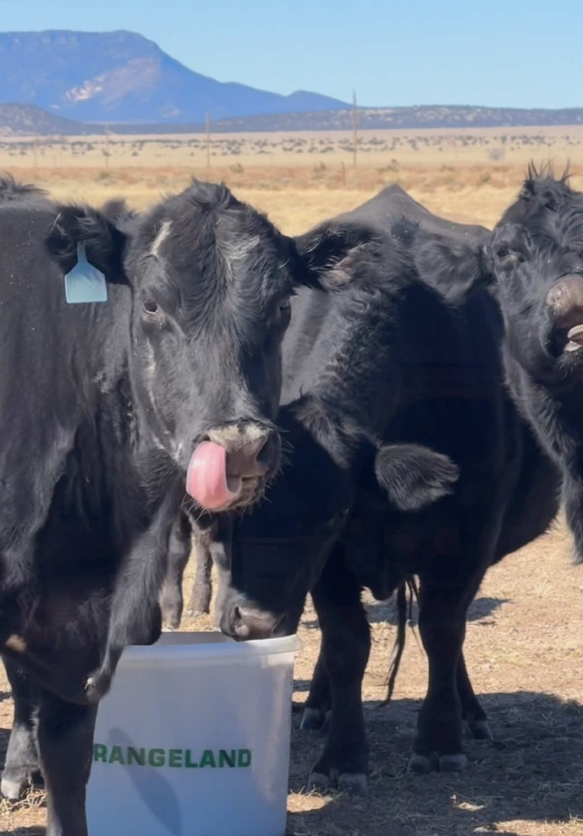 @Williams Ranch Supply