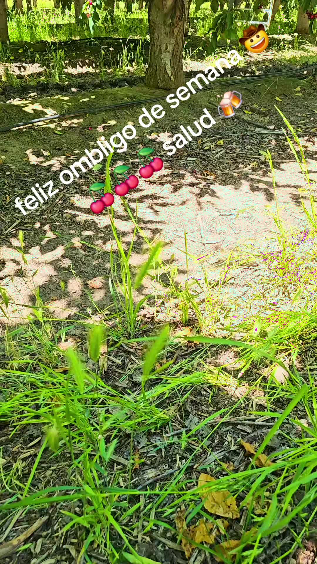 @fulgencio🤠
