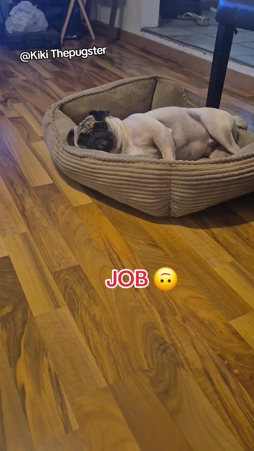 @Kiki&Cupid Thepugster