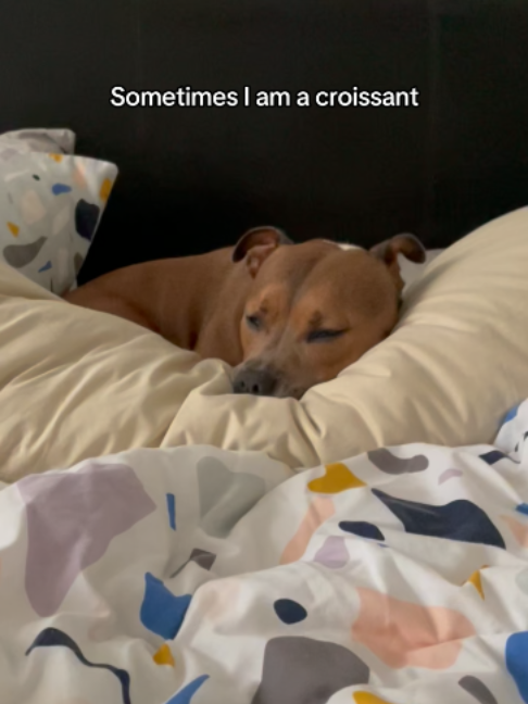 @Happy Staffy Co
