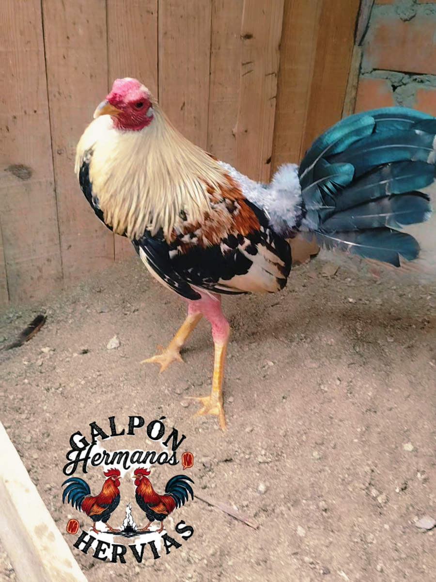 @GALLOS FINOS