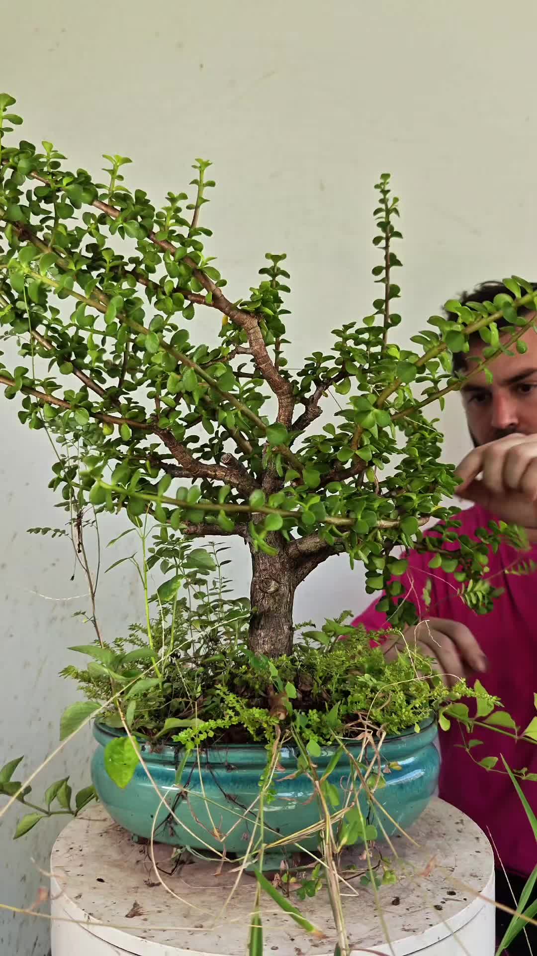 @Bryan Loves Bonsai