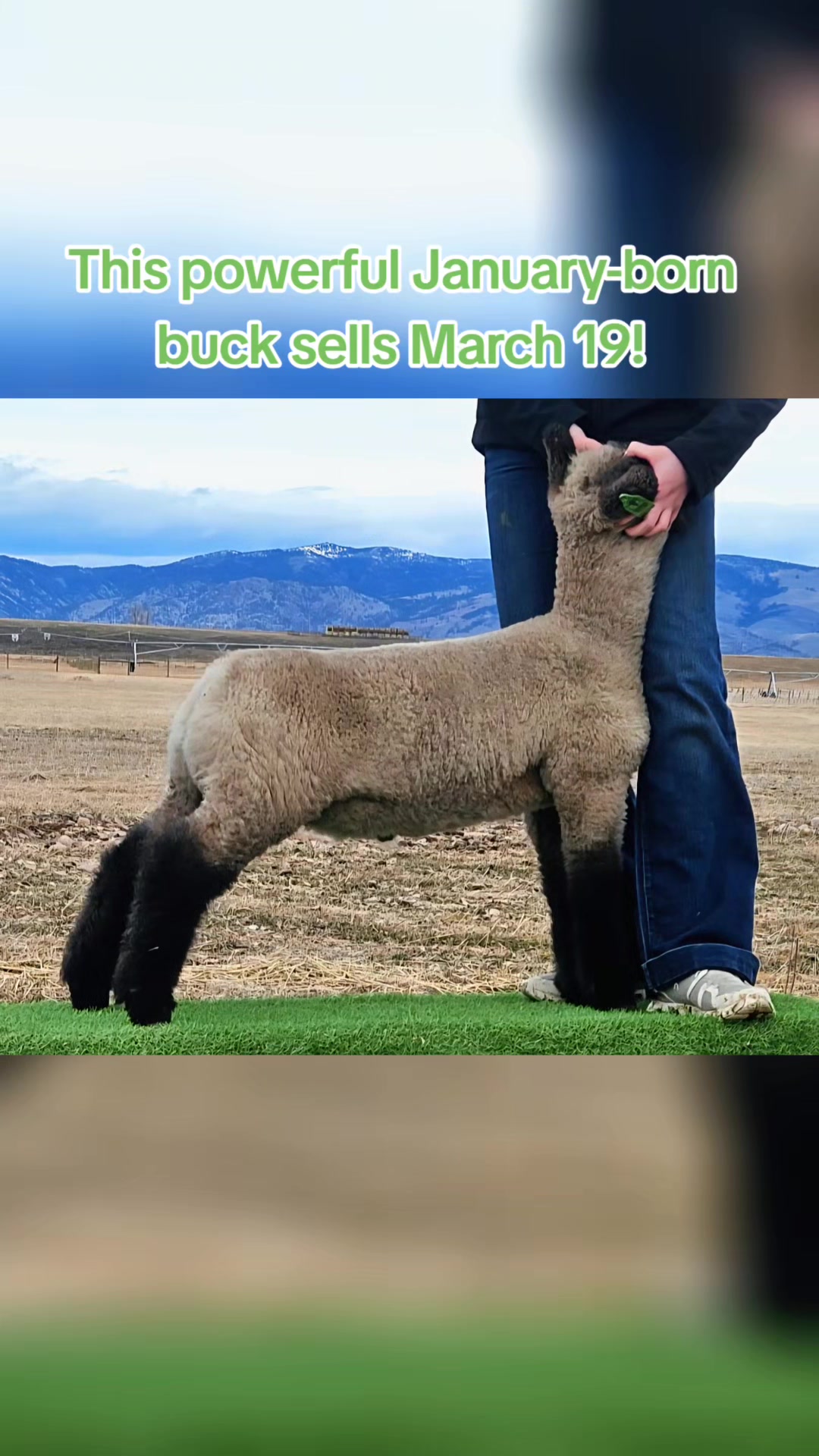 @Skinner Show Lambs