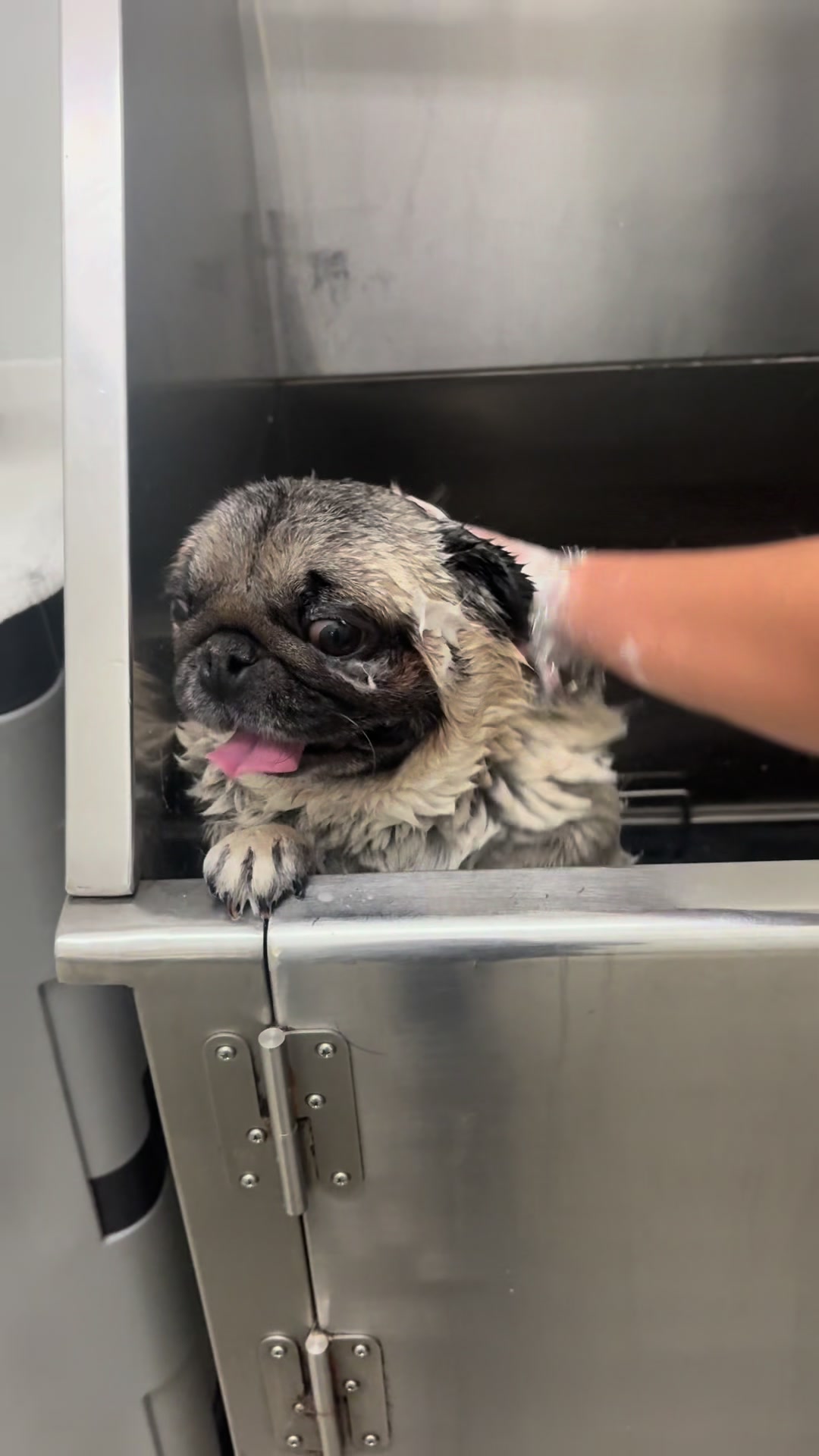 @Rocki the Pug ๐ถ