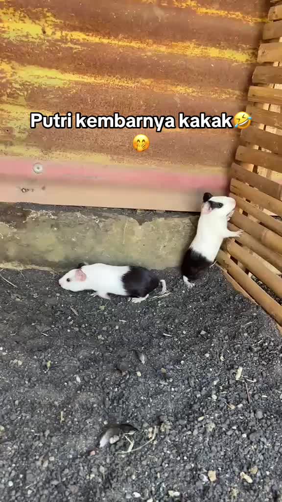 @Kj Sloww29🐉