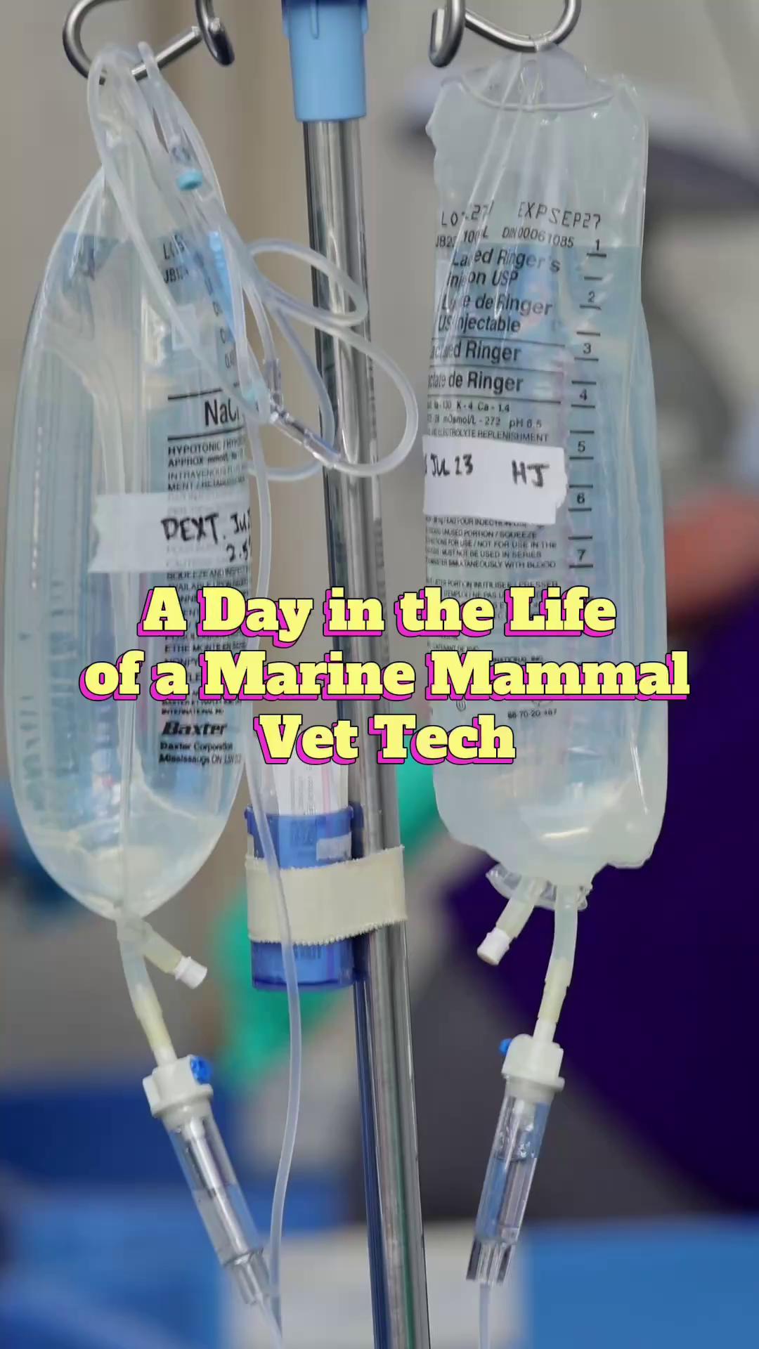 @Marine Mammal Rescue Society